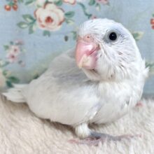 マメルリハ  ダイリュートヘビーパイドライラック  男の子  ‎🤍💜🫧.•*