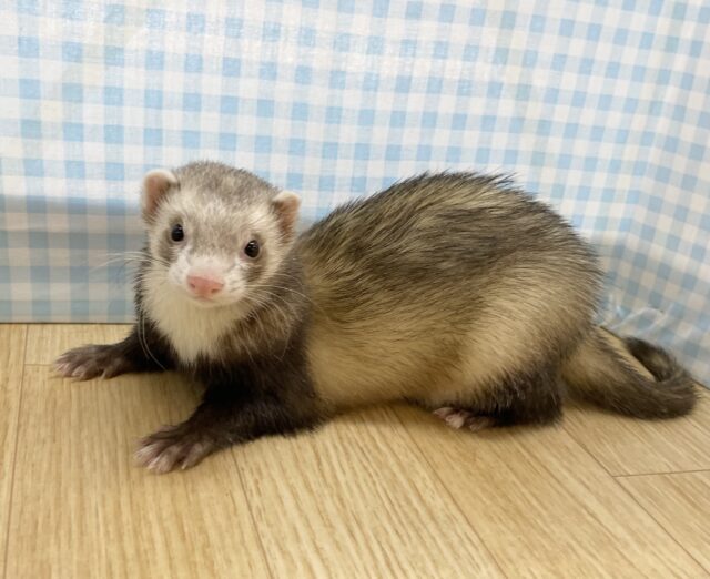 フェレット