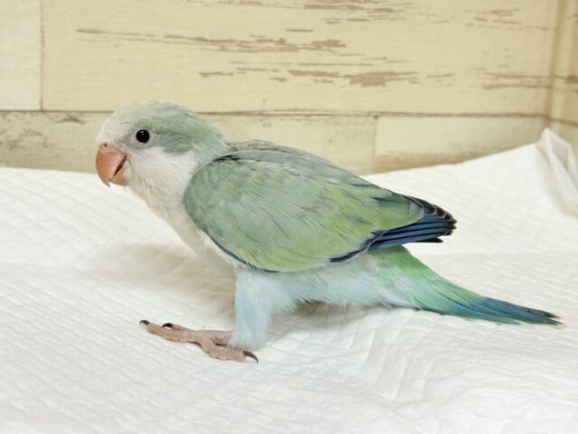 オキナインコ