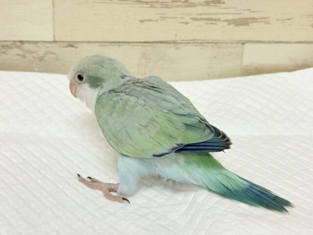 オキナインコ