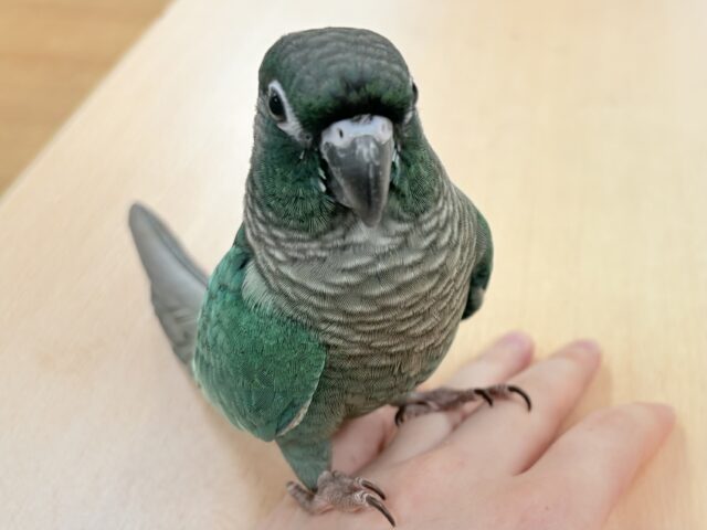 ホオミドリウロコインコ
