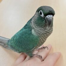 【最新画像更新🪄︎︎‪‪💫】いつも止まらない構ってアピール⁉️ウロコインコちゃん（ブルー）