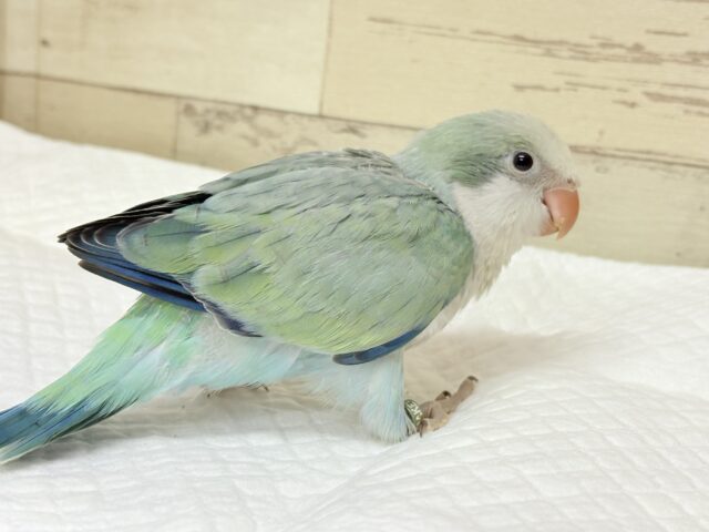 オキナインコ