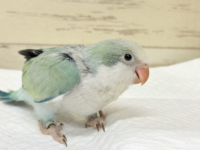 オキナインコ