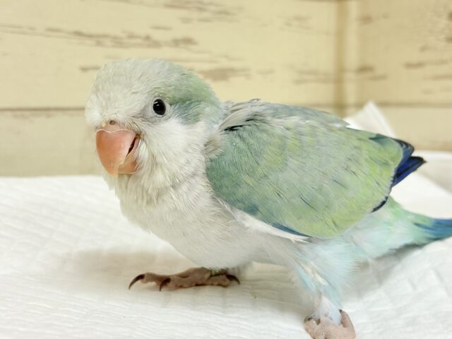 オキナインコ