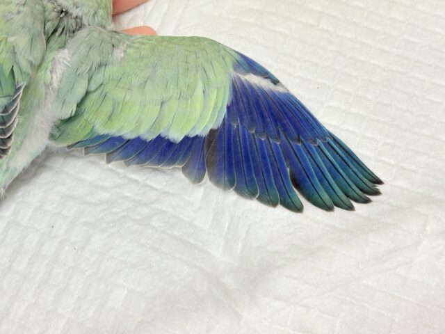 オキナインコ