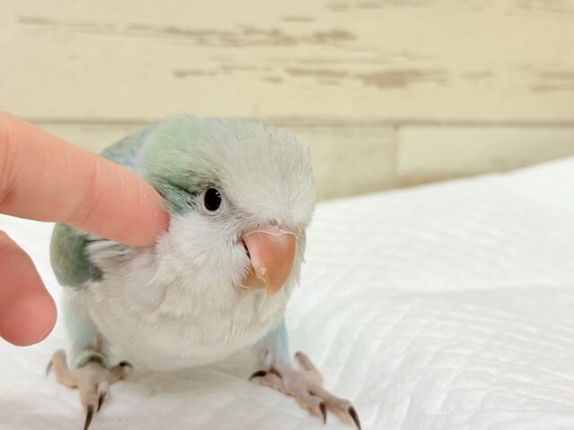 オキナインコ