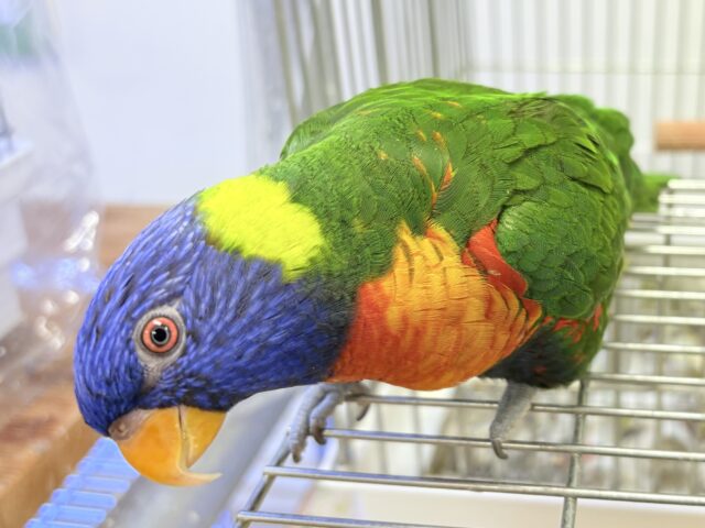 ゴシキセイガイインコ