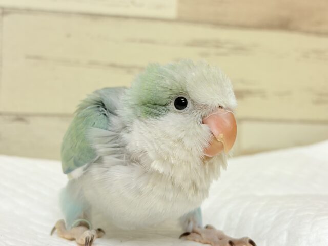 オキナインコ