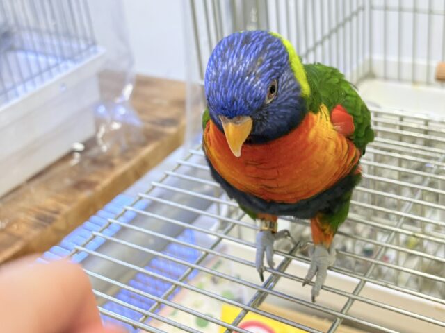 ゴシキセイガイインコ