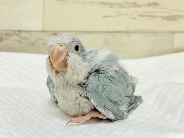 オキナインコ