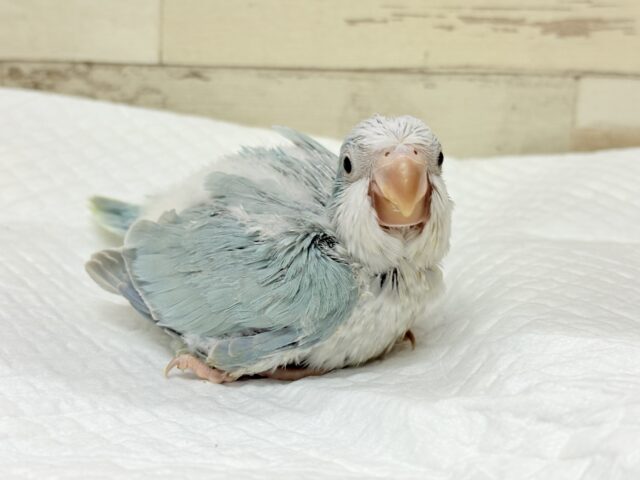 オキナインコ