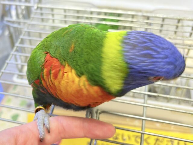 ゴシキセイガイインコ