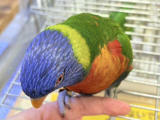 ゴシキセイガイインコ