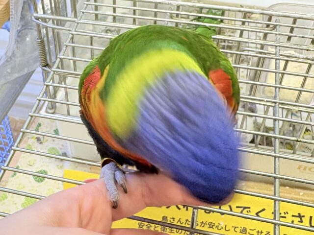 ゴシキセイガイインコ