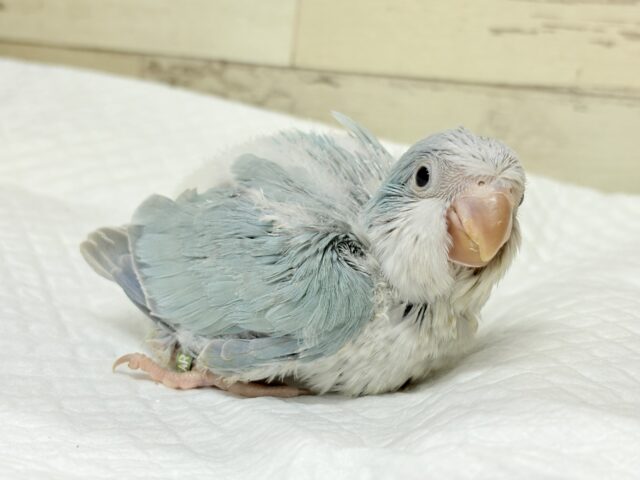 オキナインコ