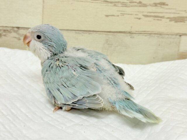 オキナインコ