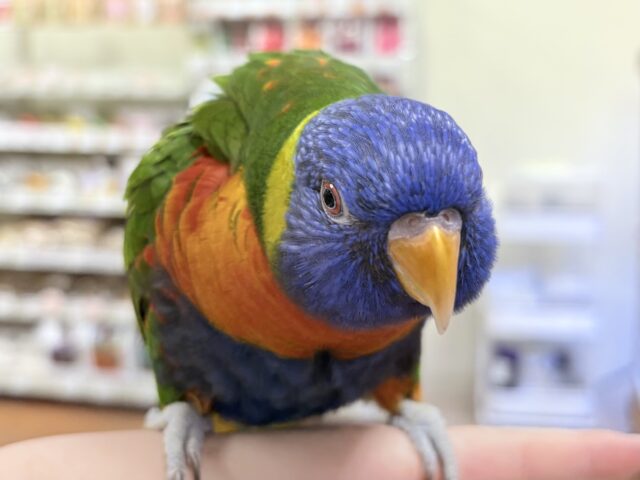 ゴシキセイガイインコ