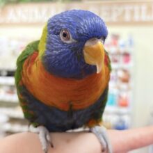 【最新画像】やんちゃな遊び好き🌟ゴシキセイガイインコ