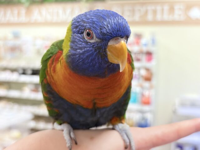 【最新画像】やんちゃな遊び好き🌟ゴシキセイガイインコ