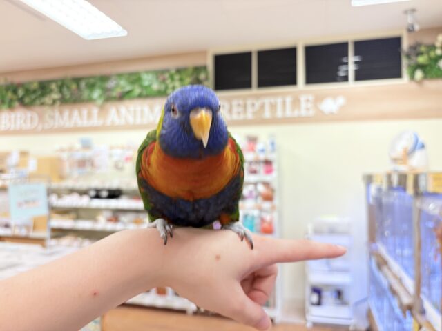 ゴシキセイガイインコ