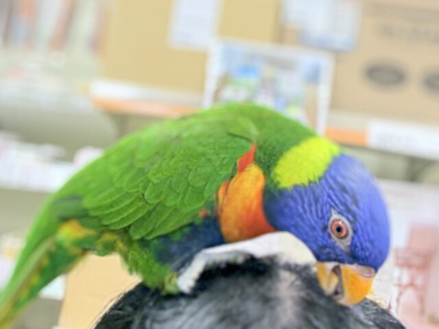 ゴシキセイガイインコ