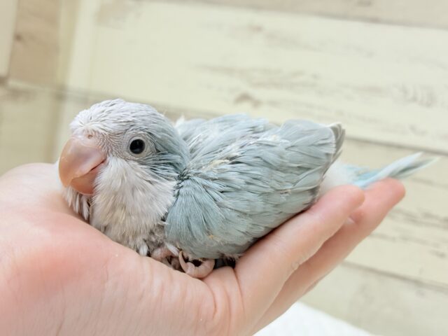 オキナインコ