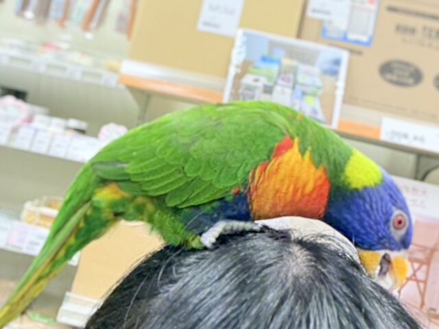 ゴシキセイガイインコ