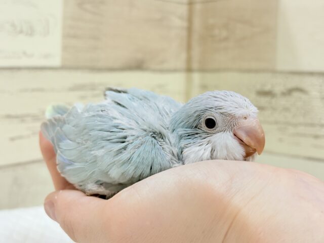 オキナインコ