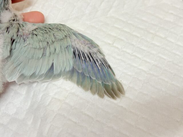 オキナインコ