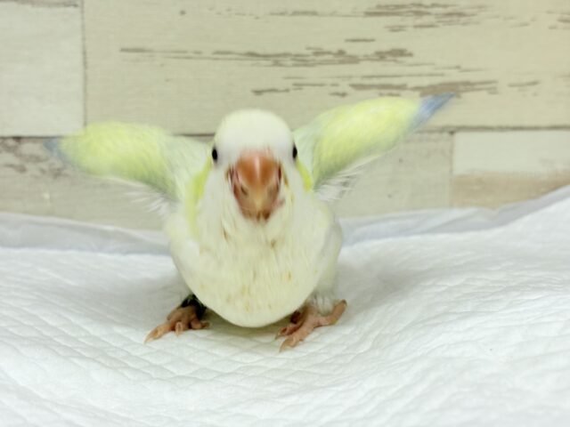 オキナインコ