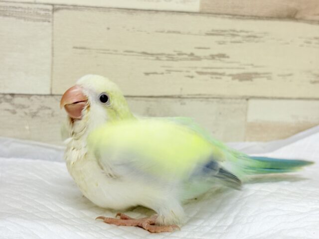 オキナインコ