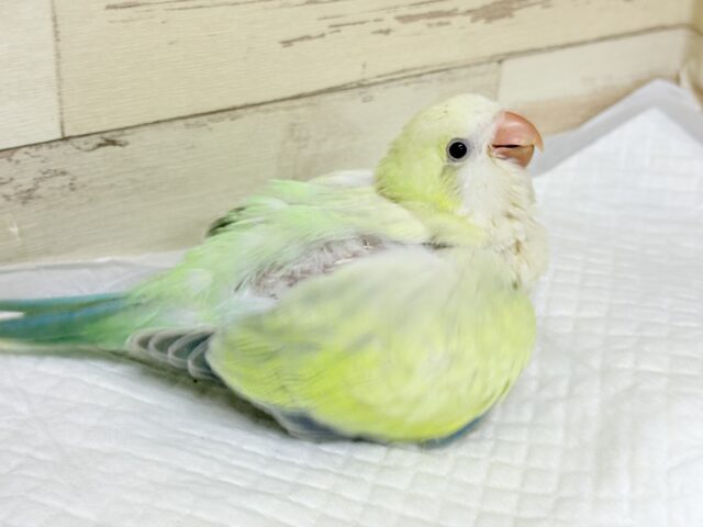 説明画像です