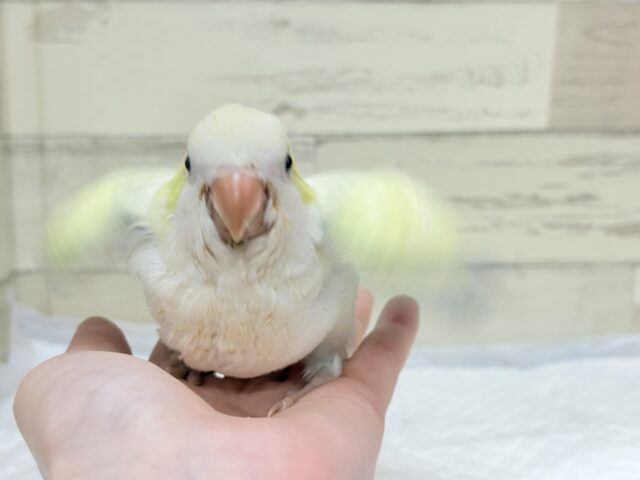 説明画像です