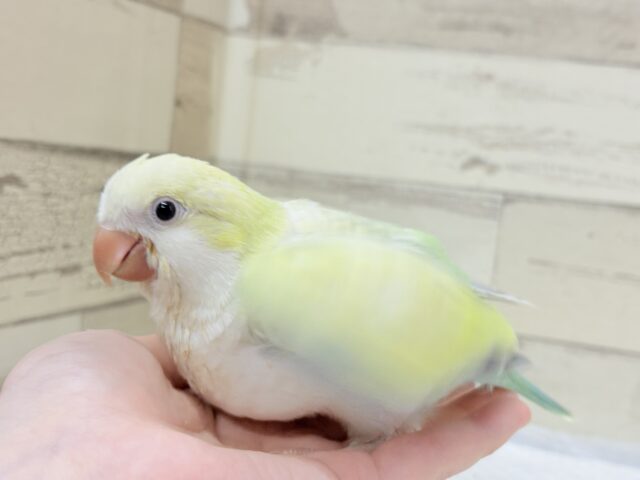 オキナインコ