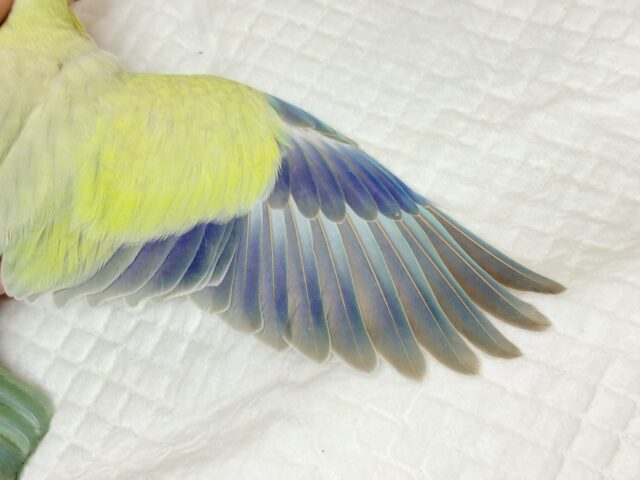 オキナインコ