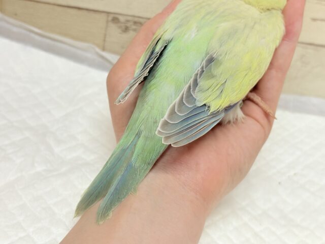 オキナインコ