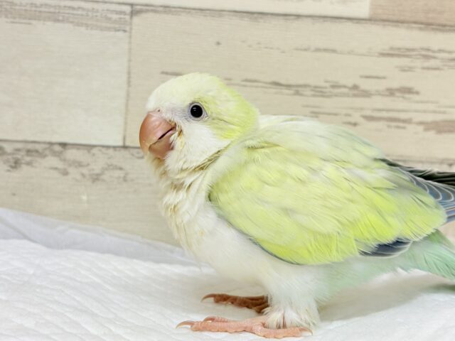 オキナインコ