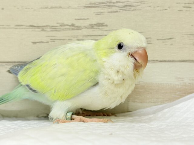 オキナインコ