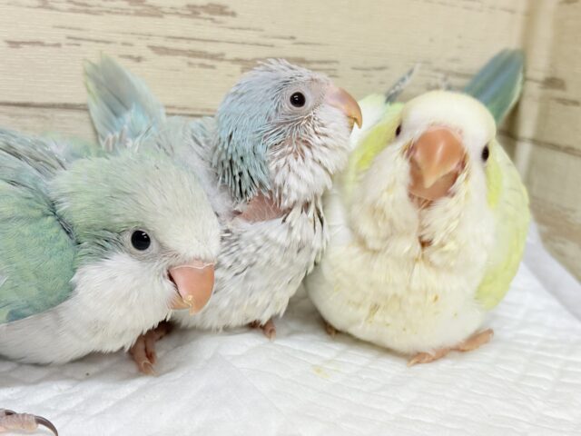 説明画像です
