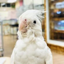 【最新画像】ニコニコ顔のオカメインコちゃん（ホワイトフェイスシナモンパイド）ヒナ