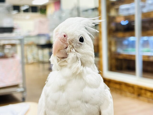 【最新画像】ニコニコ顔のオカメインコちゃん（ホワイトフェイスシナモンパイド）ヒナ