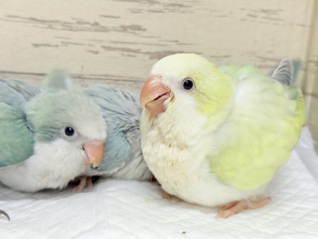 説明画像です