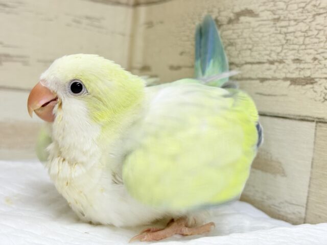 オキナインコ