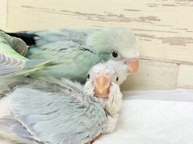 説明画像です