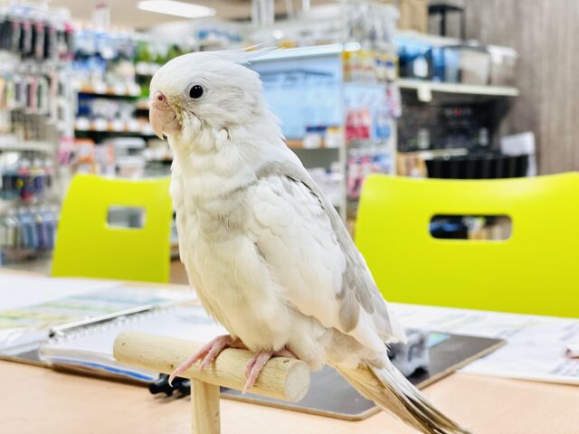 オカメインコ