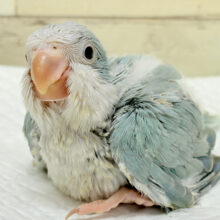 満たされたら〜、ねむねむモード〜｡oOオキナインコ(ブルーパリド) ヒナ