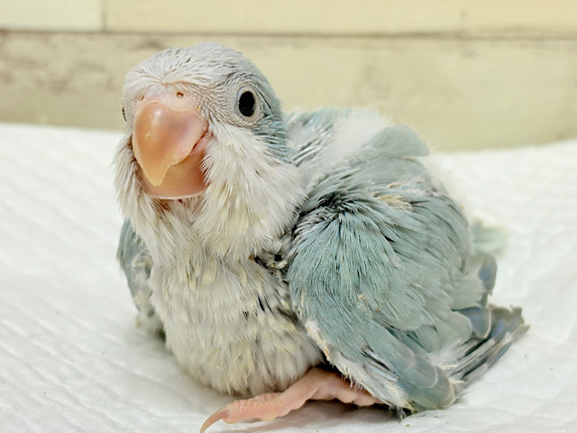満たされたら〜、ねむねむモード〜｡oOオキナインコ(ブルーパリド) ヒナ