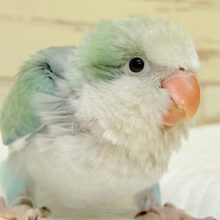 頭もふっ♡おっとりさん~♩♩オキナインコ(アクアブルーオパーリン) ヒナ