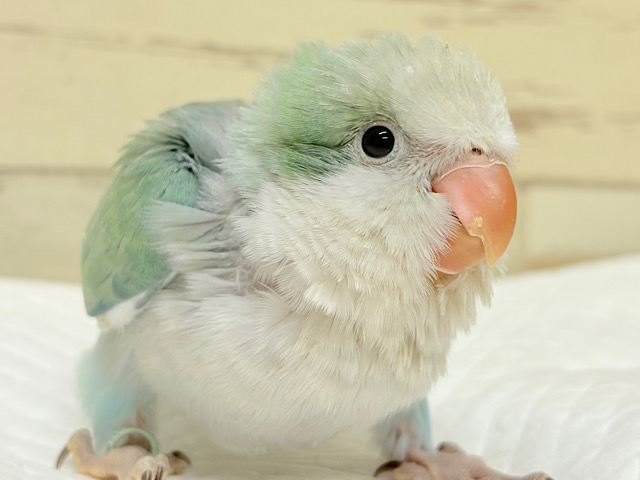 頭もふっ♡おっとりさん~♩♩オキナインコ(アクアブルーオパーリン) ヒナ